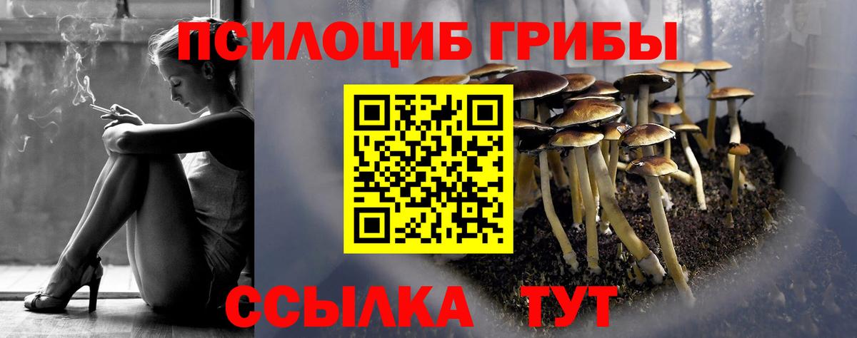 Галлюциногенные грибы Cubensis Балтийск